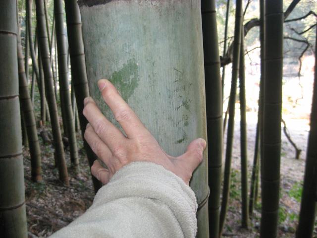 登山道に生えている太い竹の写真