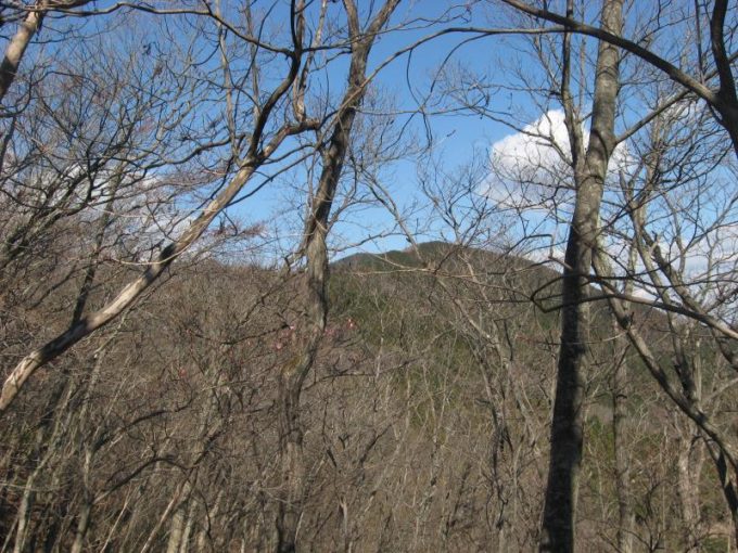 樹林の間から見える蕨山展望台