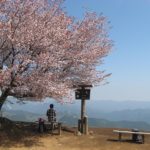 棒の折山の山頂の桜