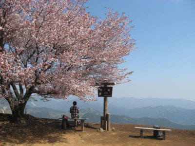 棒の折山山頂の桜