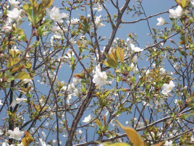 棒の折山山頂にある白い花びらの桜