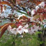 日の出山山頂の山桜（撮影：４月３０日）