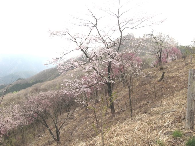浅間嶺山頂のまわりに植えられている桜の花（撮影：４月２０日）