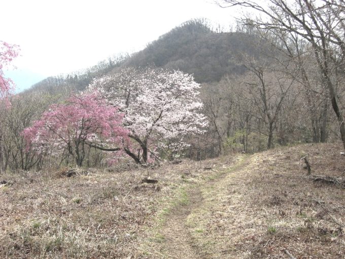 浅間嶺山頂付近から松生山方向の眺め（撮影：４月２０日）
