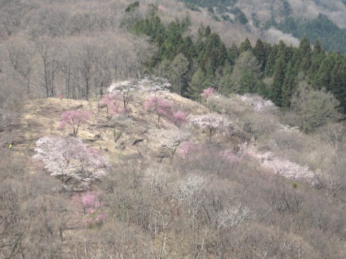 浅間嶺山頂の桜（撮影：４月２０日）