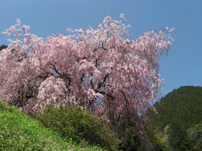 みごとな枝垂桜（撮影：４月２０日）