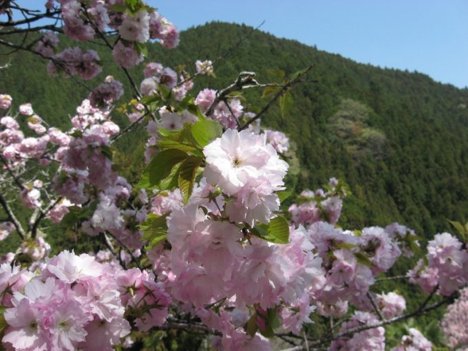 八重桜（撮影：４月２０日）