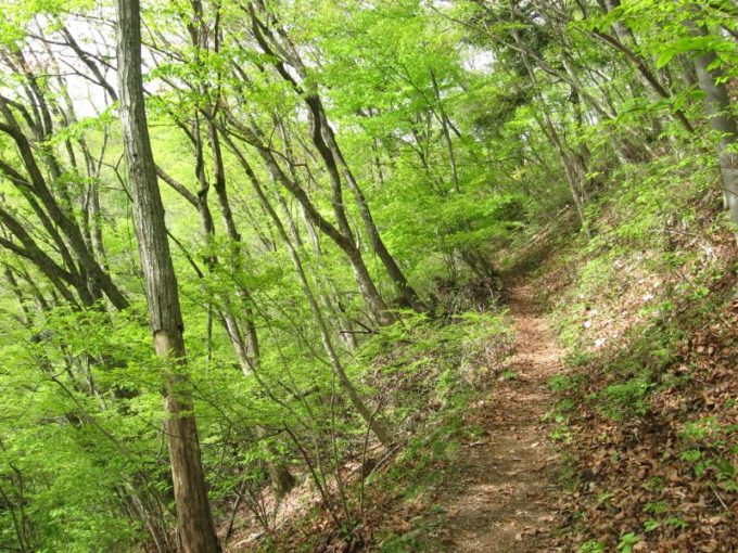 新緑の登山道（浅間峠）