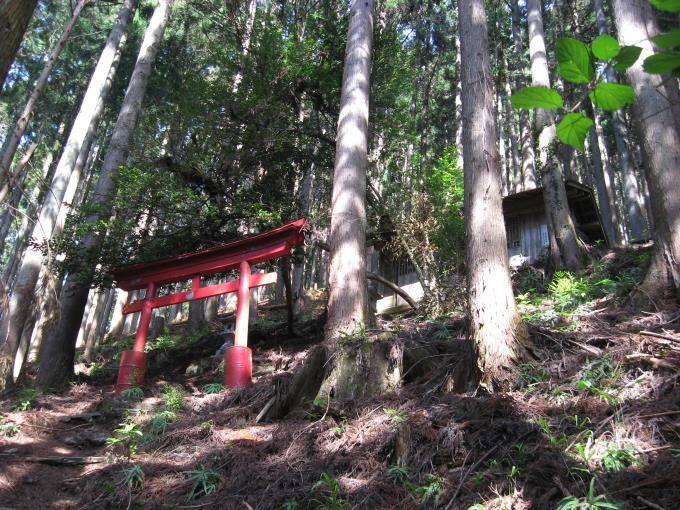 登山道横の急斜面にある神社の赤い鳥居