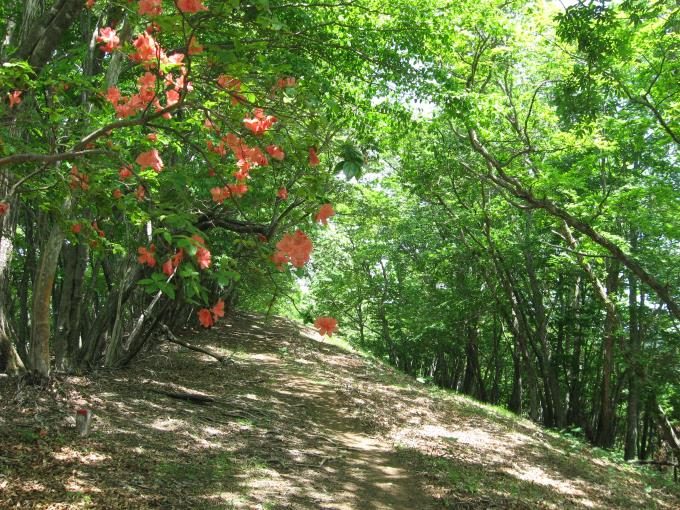 赤いツツジの咲く登山道