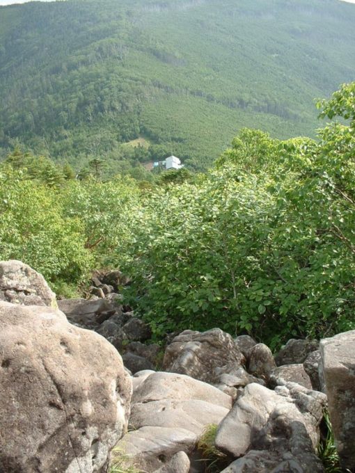 樹林を抜けた登山道から蓼科山荘を見下ろす