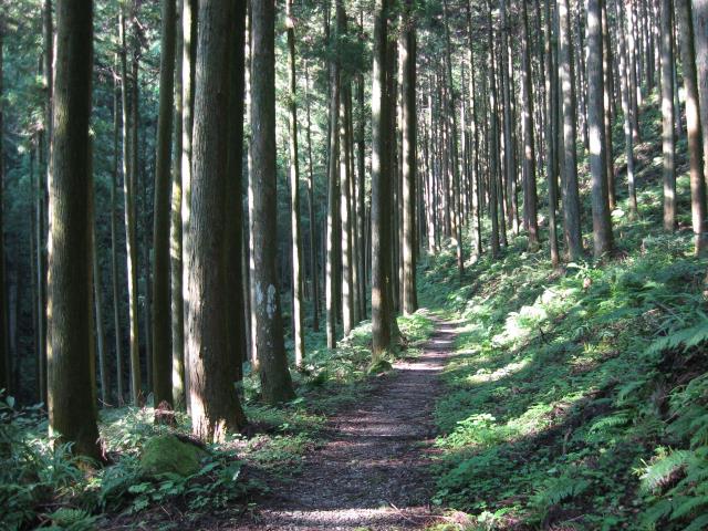 植林帯の中の登山道（なだらかな歩きやすい道）