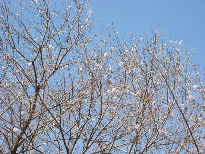 浅間嶺手前の桜