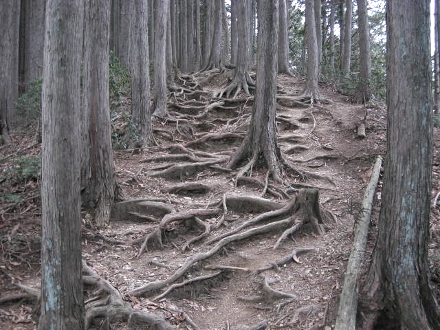 木の根の張り出した登山道
