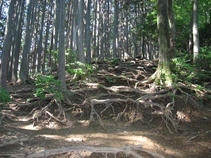 木の根の張り出した登山道の様子