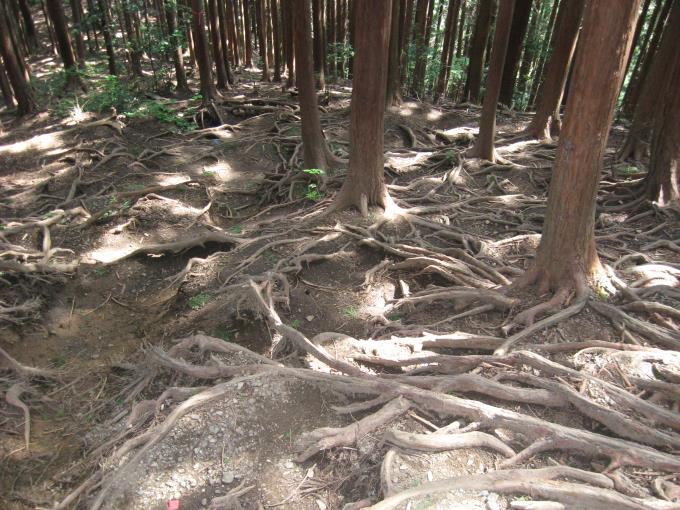 木の根が張り出した歩きづらい登山道