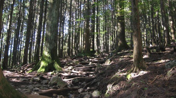 石と木の根と木製階段の混在する登山道