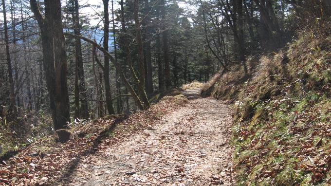 笠取小屋からヤブ沢峠への林道