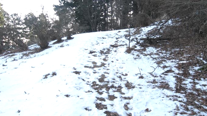 雪の残る登山道
