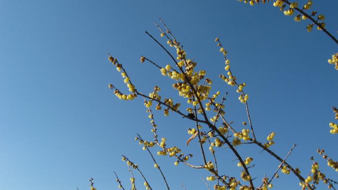 青空に映える蝋梅の花