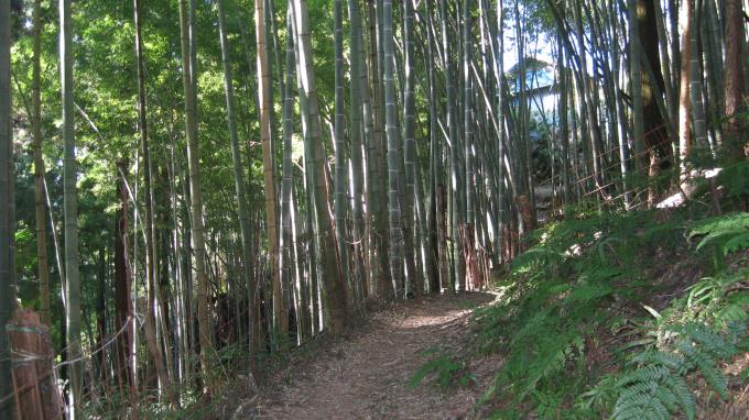 竹藪の中の登山道