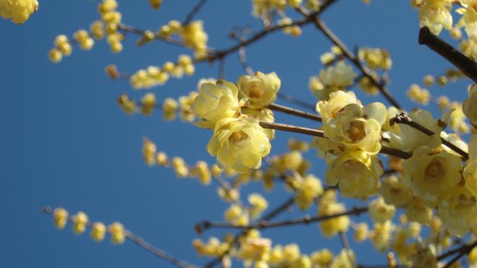 黄色いロイバイの花 