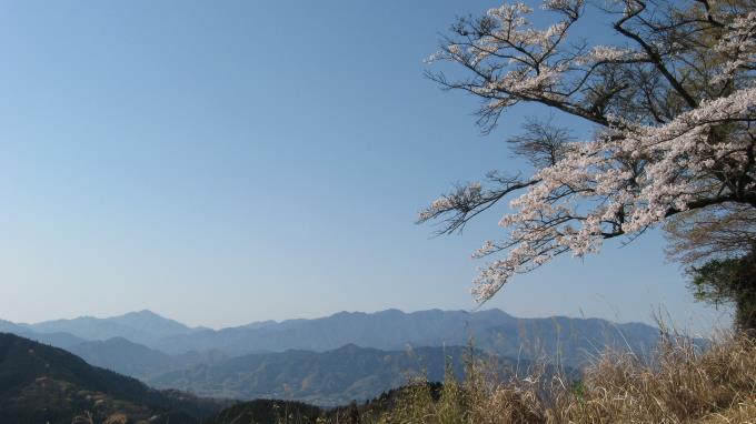 桜と景信山からの展望