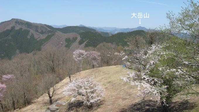 山頂に咲く桜の花