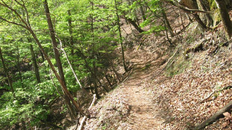 新緑が美しい登山道