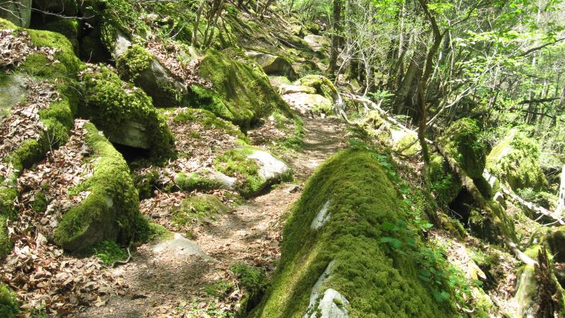 苔むす石に囲まれた登山道