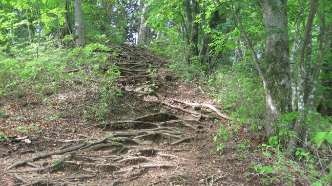 木の根の張り出す登山道