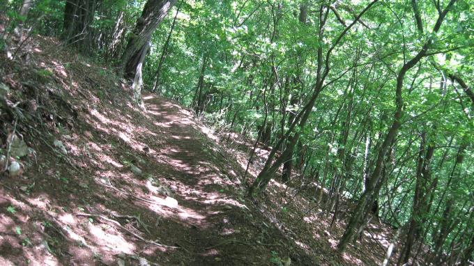 新緑の美しい登山道