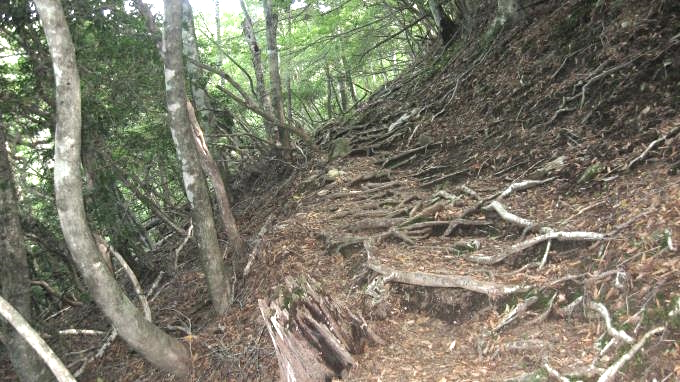 木の根の張り出した歩きづらい登山道