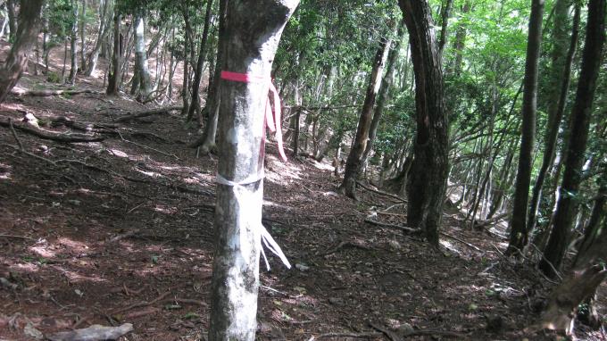 木の幹に付けられた赤や白のテープ