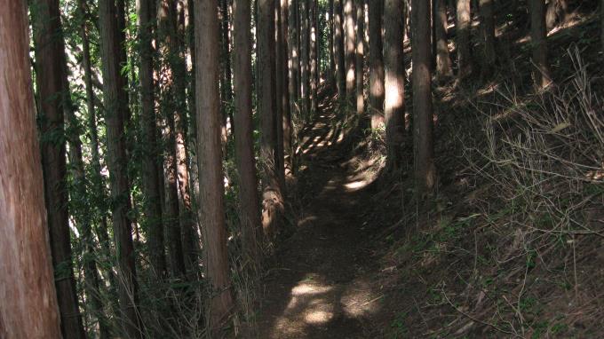 植林帯の中の細い登山道