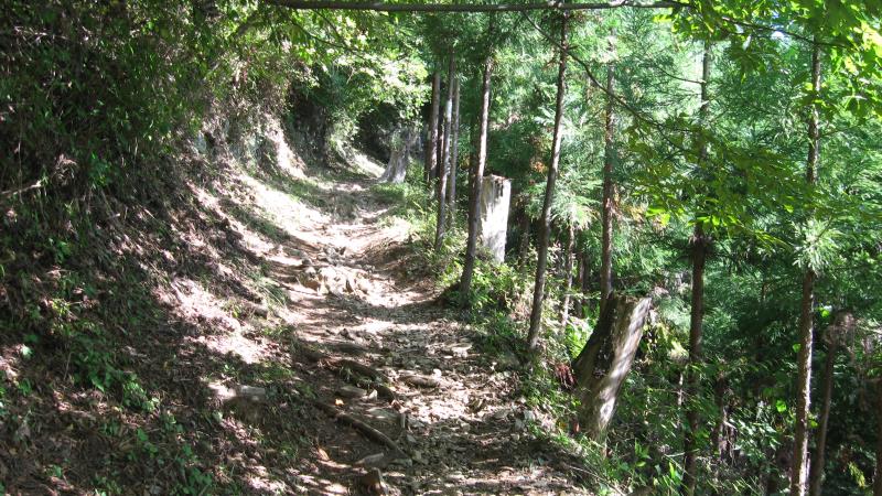 自然林の枝が頭上に張り出した登山道