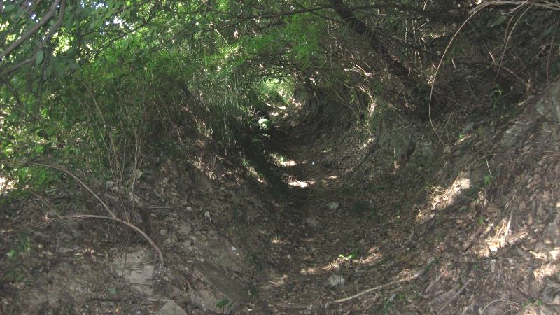 トンネル状になった登山道