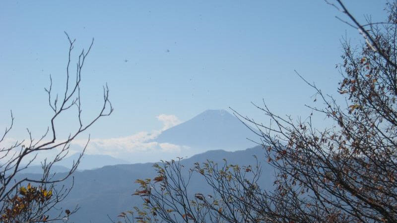 左の木の間から見える富士山