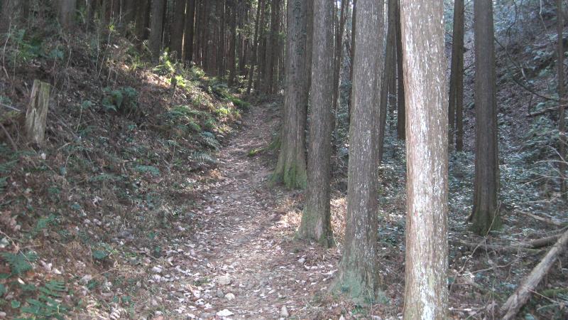 森の中へ続く登山道