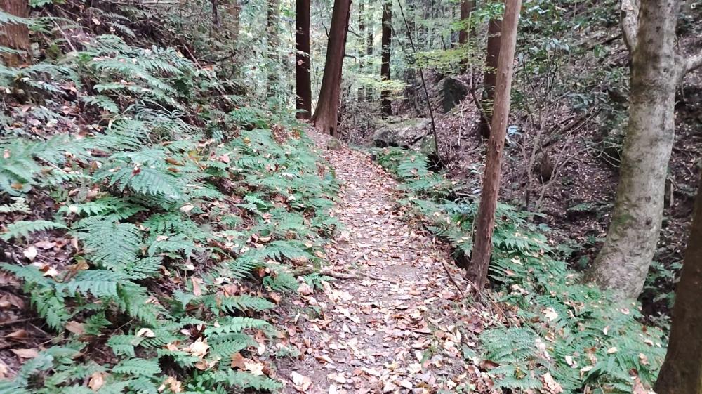 林道手前の登山道