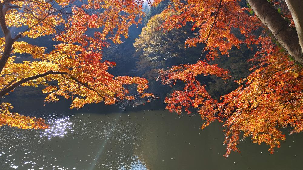 道路沿いの紅葉