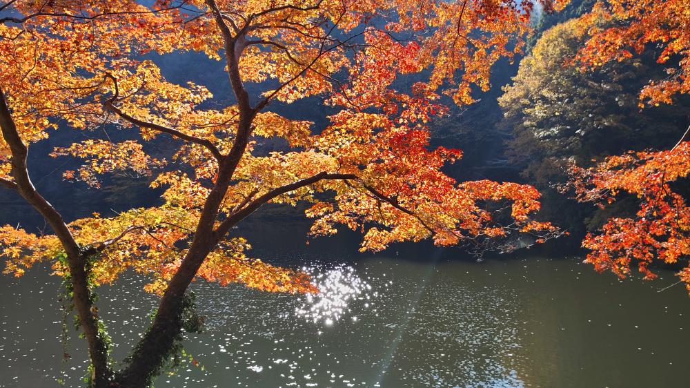 道路沿いの紅葉