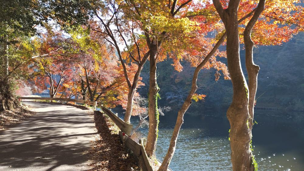 鎌北湖沿いの舗装道路